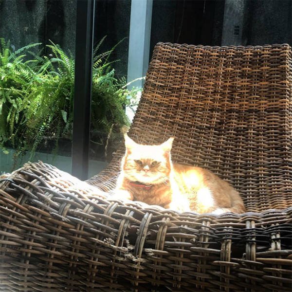 Cute Cats Love The Sun (21 pics)