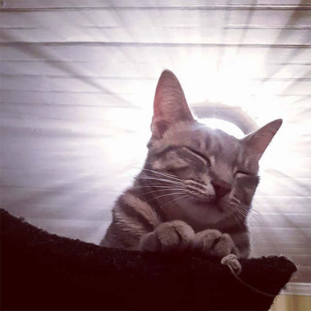 Cute Cats Love The Sun (21 pics)
