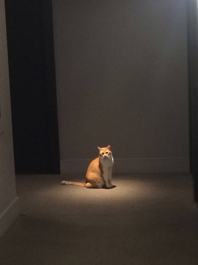 Cute Cats Love The Sun (21 pics)