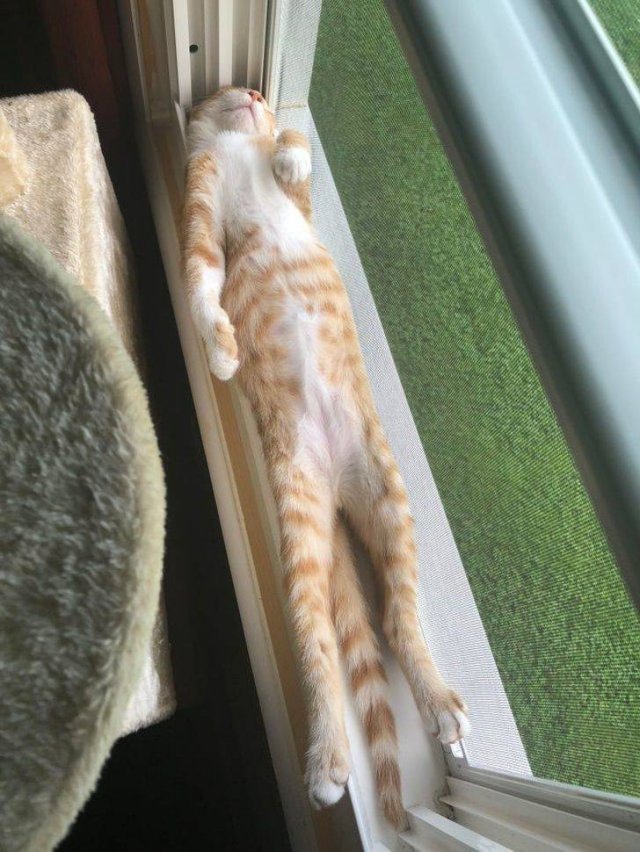 Funny Animals (38 pics)