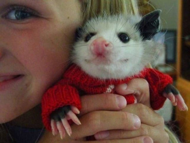 Funny Animals (38 pics)