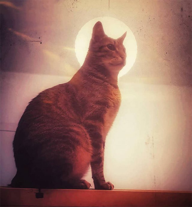 Cute Cats Love The Sun (21 pics)