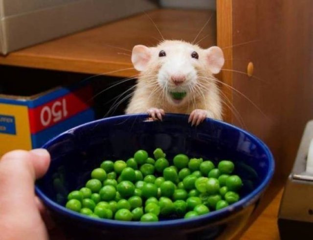 Funny Animals (38 pics)