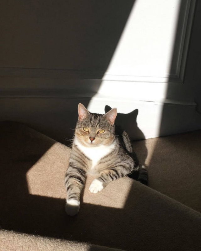 Cute Cats Love The Sun (21 pics)