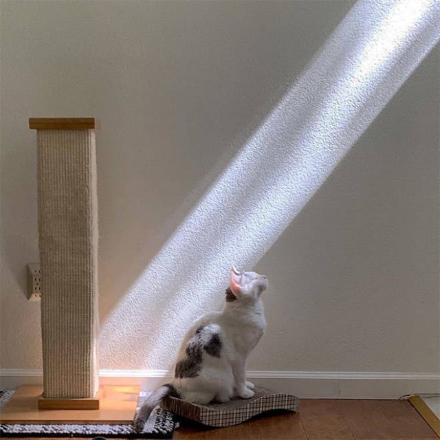 Cute Cats Love The Sun (21 pics)