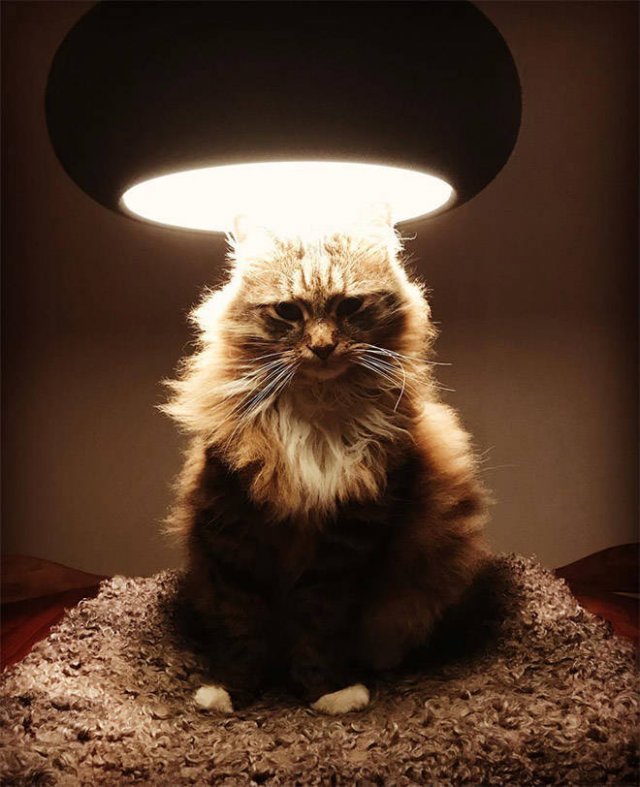 Cute Cats Love The Sun (21 pics)
