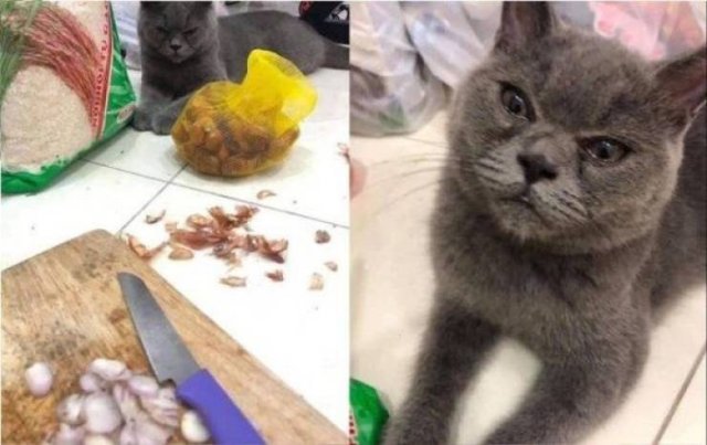 Funny Animals (38 pics)