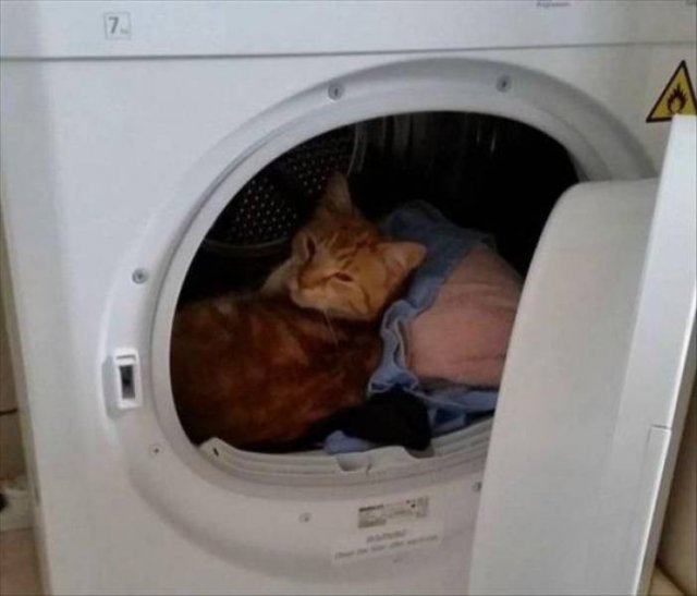 Funny Animals (38 pics)