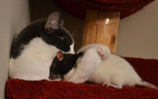 Funny Animals (38 pics)