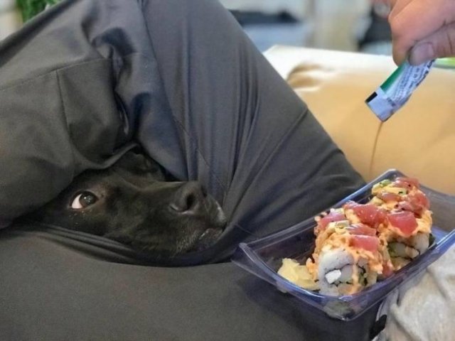Funny Animals (38 pics)