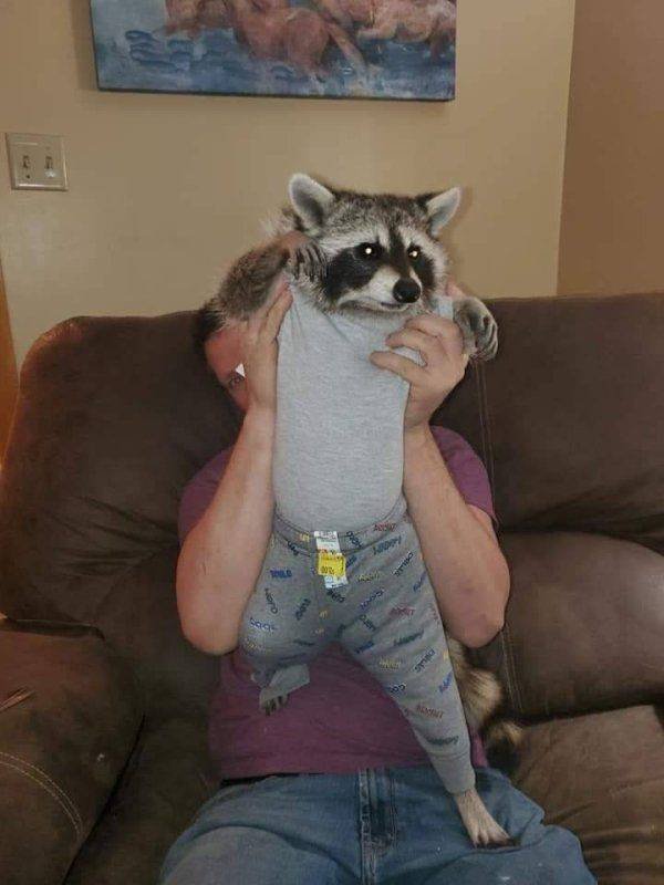 Funny Animals (38 pics)