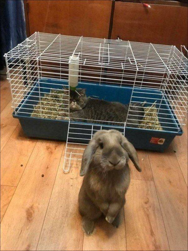Funny Animals (38 pics)