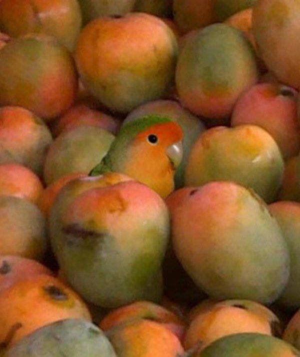Funny Animals (38 pics)