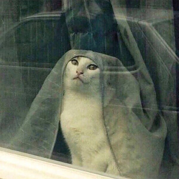 Cute Cats Love The Sun (21 pics)