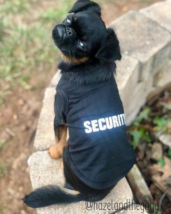 Funny Animals (38 pics)