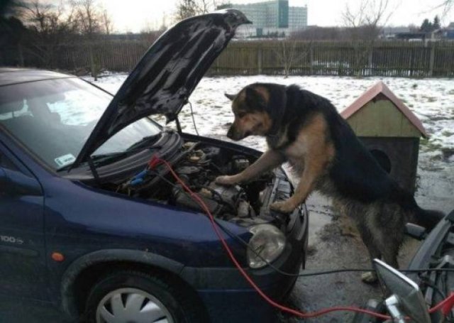 Funny Animals (38 pics)