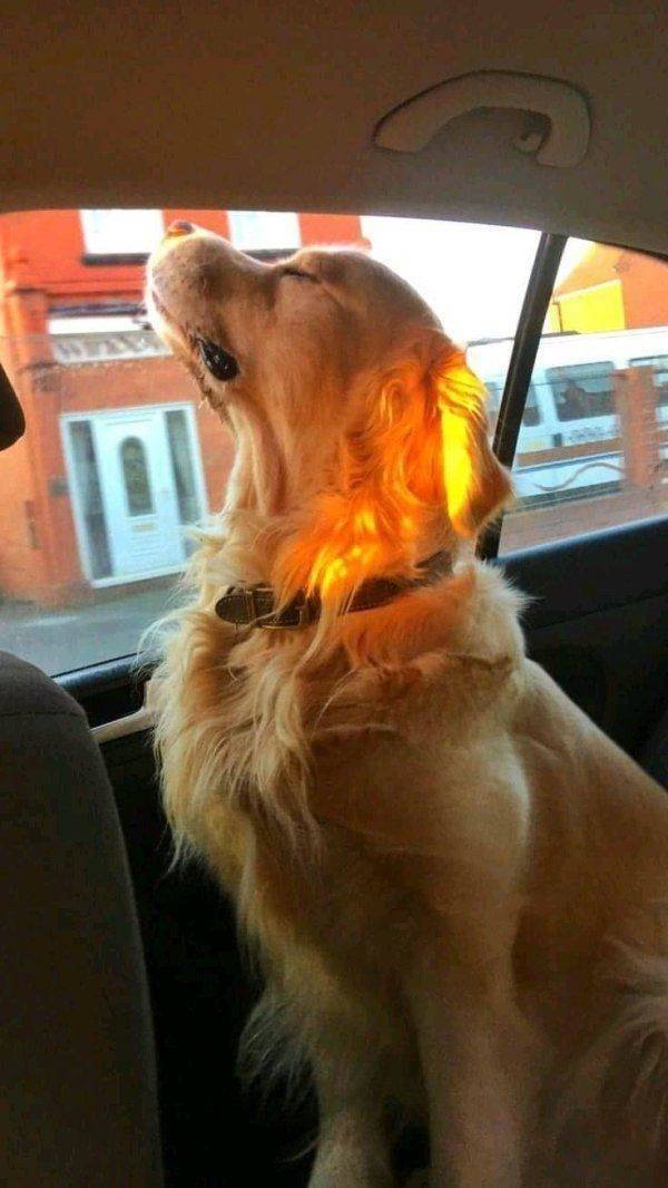 Funny Animals (38 pics)