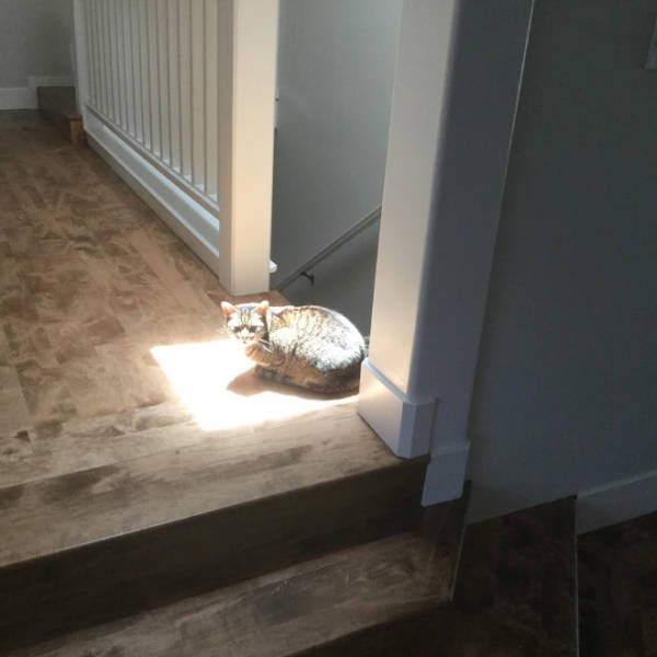Cute Cats Love The Sun (21 pics)