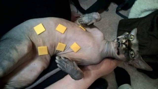 Funny Animals (38 pics)