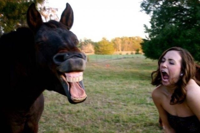 Funny Animals (38 pics)