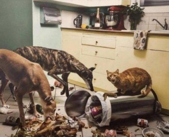 Funny Animals (38 pics)