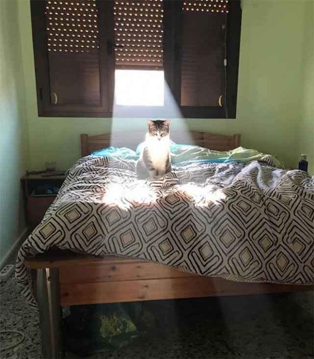 Cute Cats Love The Sun (21 pics)