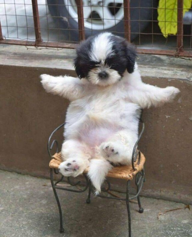 Cute Animals (48 pics)
