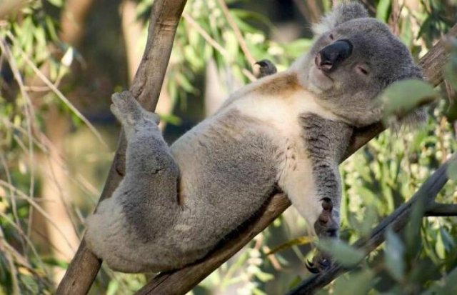 Cute Animals (48 pics)