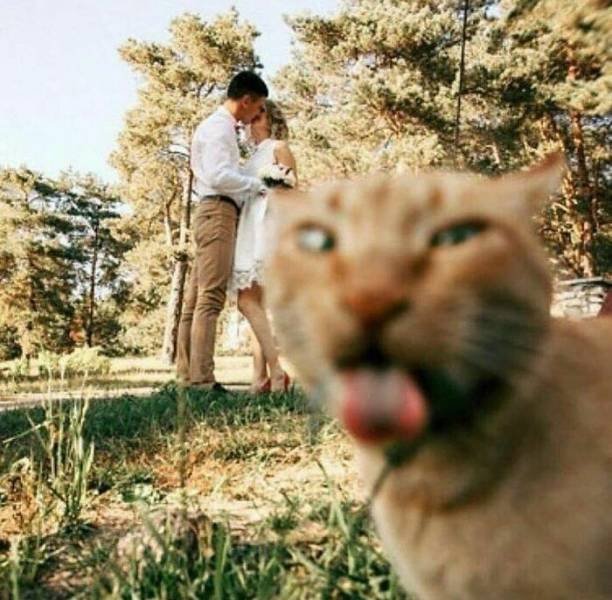 Cute Animals (48 pics)