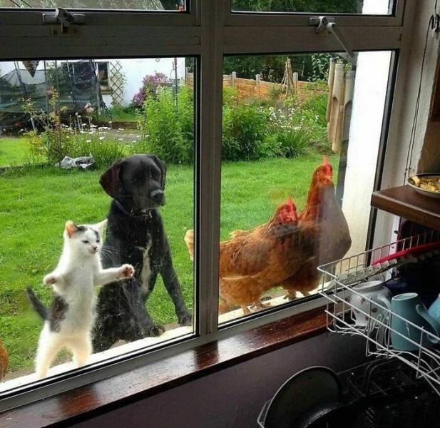 Cute Animals (48 pics)