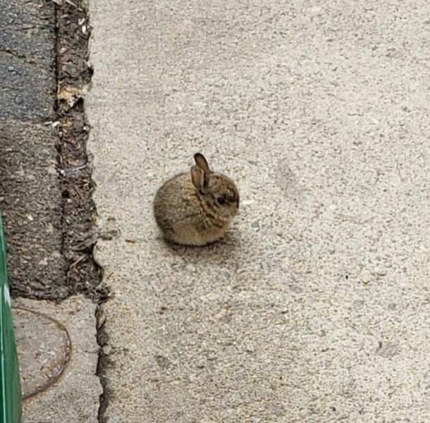 Cute Animals (48 pics)