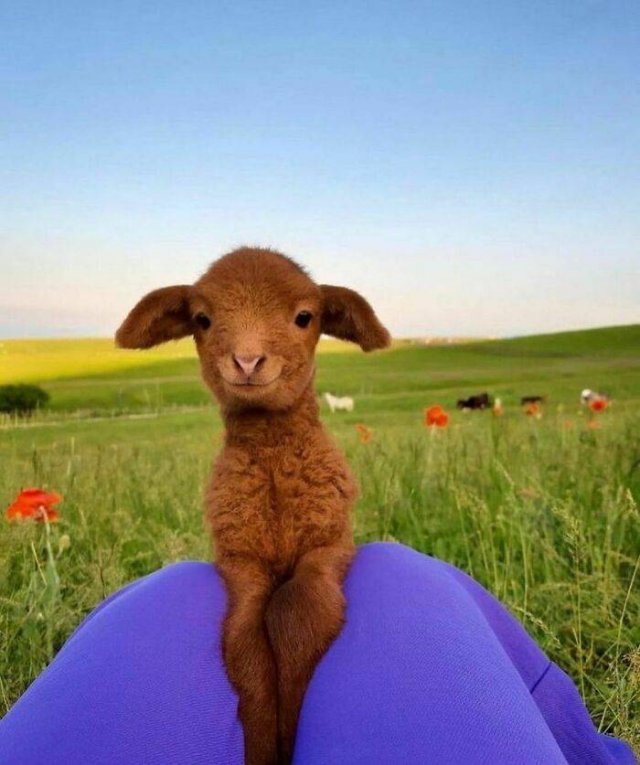 Cute Animals (48 pics)