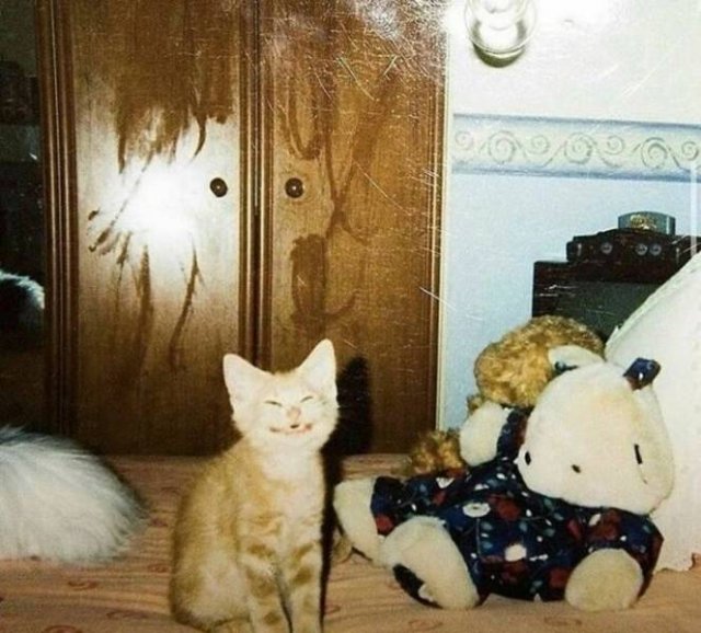 Cute Animals (48 pics)