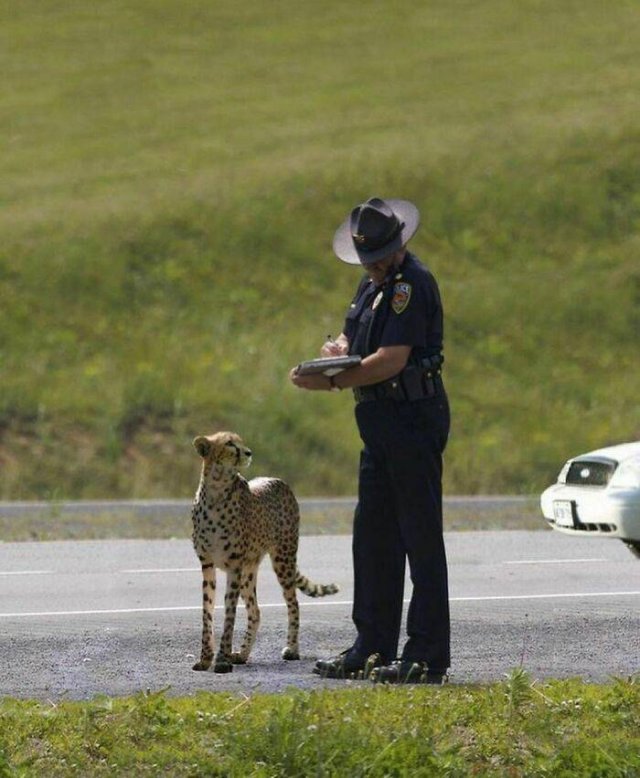 Cute Animals (48 pics)