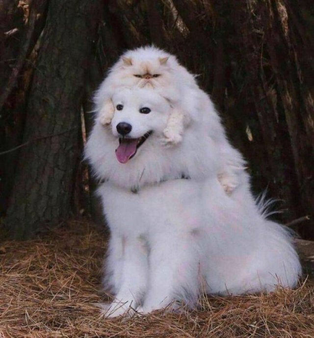 Cute Animals (48 pics)