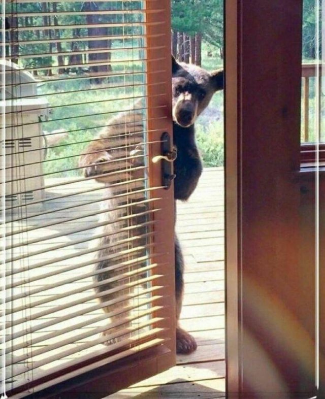 Cute Animals (48 pics)