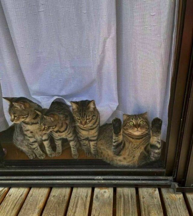 Cute Animals (48 pics)