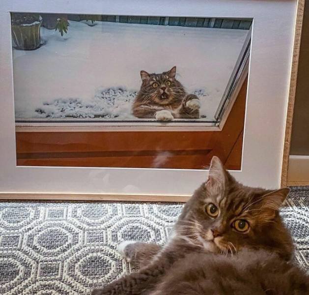 Cute Animals (48 pics)