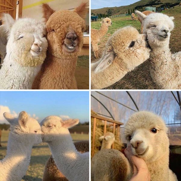 Cute Animals (48 pics)