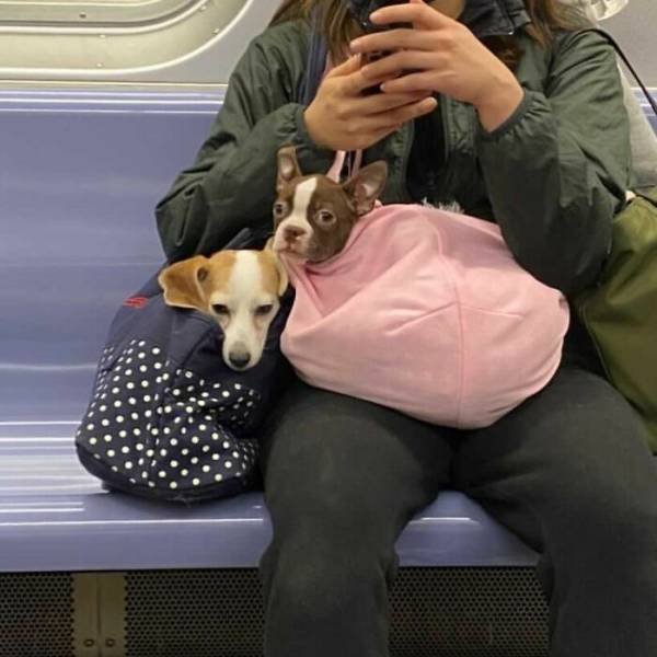 Funny Dogs In Bags (40 pics)