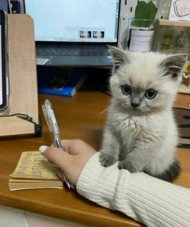 Cute Animals (48 pics)