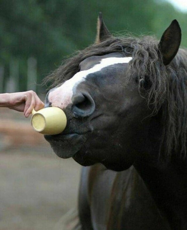 Cute Animals (48 pics)