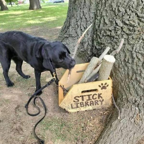 Cute Animals (48 pics)
