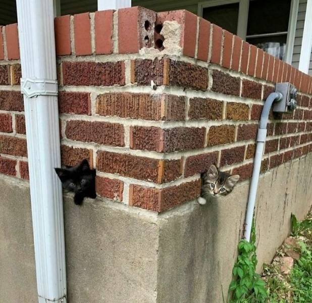 Cute Animals (48 pics)