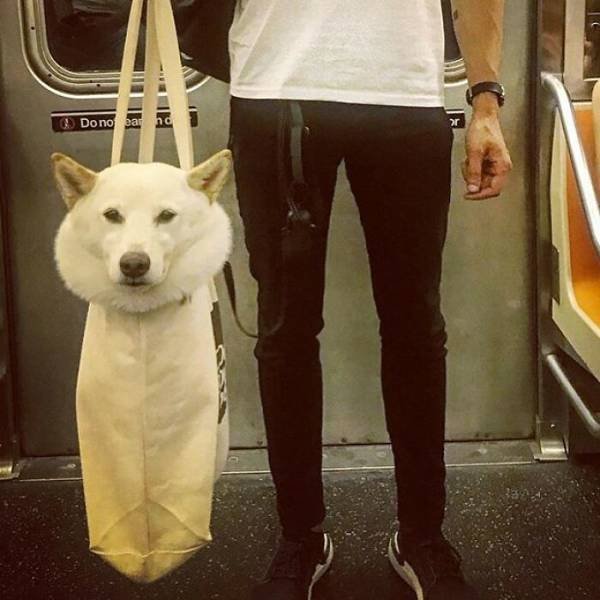Funny Dogs In Bags (40 pics)