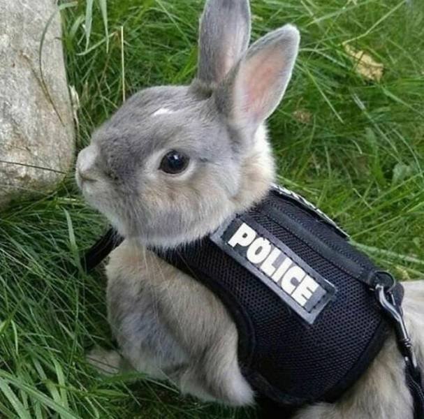 Cute Animals (48 pics)