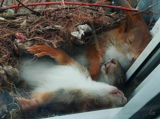 Cute Animals (48 pics)