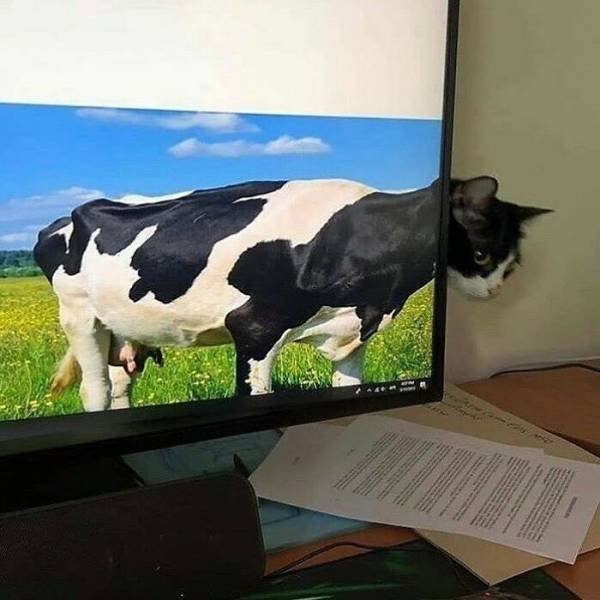 Cute Animals (48 pics)