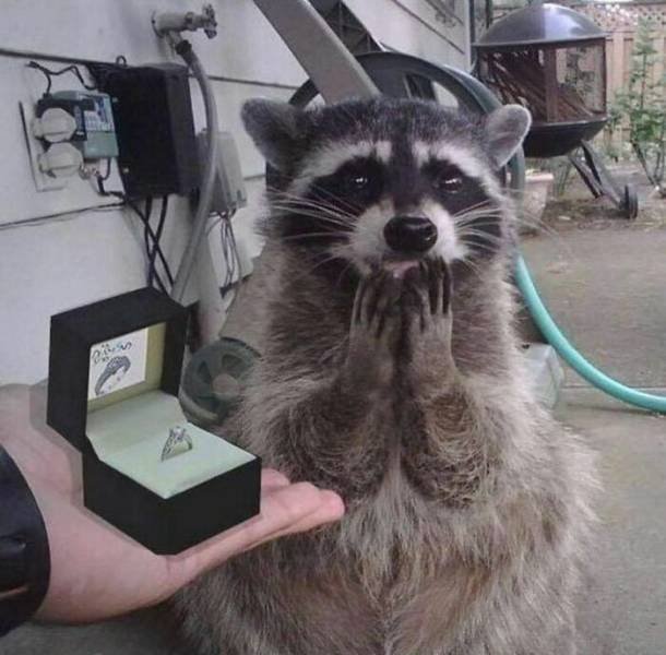 Cute Animals (48 pics)