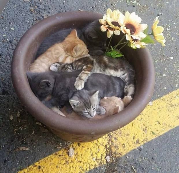 Cute Animals (48 pics)